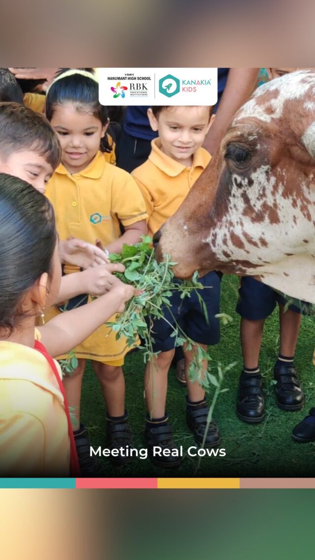 Kanakia Kids learners meet cows on campus during the Animals theme